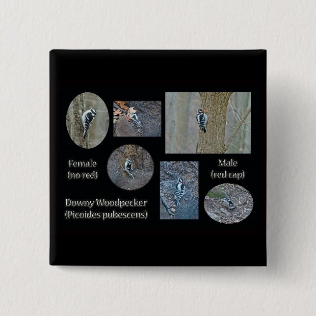 Downy Woodpecker Composite Bilder Objekte Button (Vorderseite)
