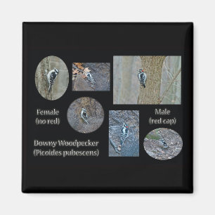 Downy Woodpecker Composite Bilder Objekte Magnet