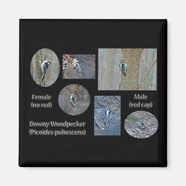 Downy Woodpecker Composite Bilder Objekte Magnet (Vorne)