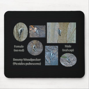 Downy Woodpecker Composite Bilder Objekte Mousepad