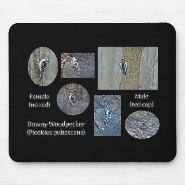 Downy Woodpecker Composite Bilder Objekte Mousepad (Vorne)