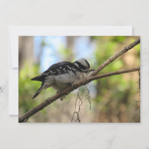Downy Woodpecker Flat Greeting Card Karte
