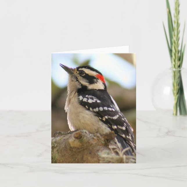 Downy Woodpecker Foto Faltkarte (Vorderseite)