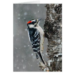 Downy Woodpecker in Snow - Original Foto