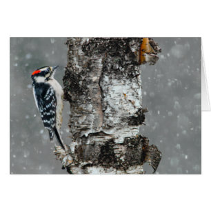 Downy Woodpecker in Snow - Original Foto
