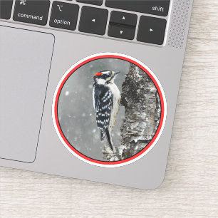 Downy Woodpecker in Snow - Original Foto Aufkleber
