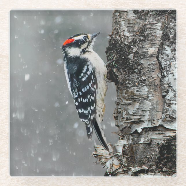 Downy Woodpecker in Snow - Original Foto Glasuntersetzer (Vorderseite)