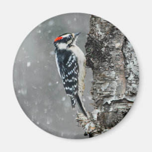 Downy Woodpecker in Snow - Original Foto Magnet