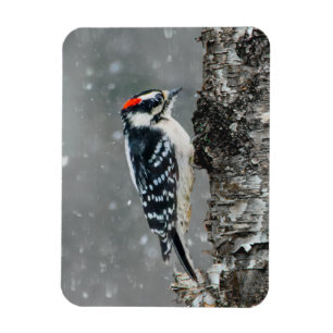 Downy Woodpecker in Snow - Original Foto Magnet