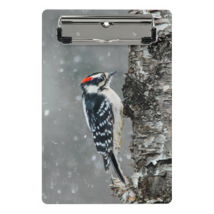 Downy Woodpecker in Snow - Original Foto Mini Klemmbrett