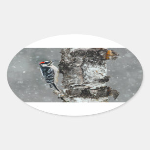 Downy Woodpecker in Snow - Original Foto Ovaler Aufkleber