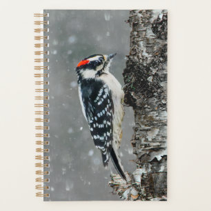 Downy Woodpecker in Snow - Original Foto Planer
