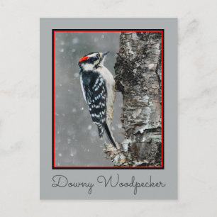 Downy Woodpecker in Snow - Original Foto Postkarte