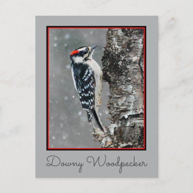 Downy Woodpecker in Snow - Original Foto Postkarte (Vorderseite)