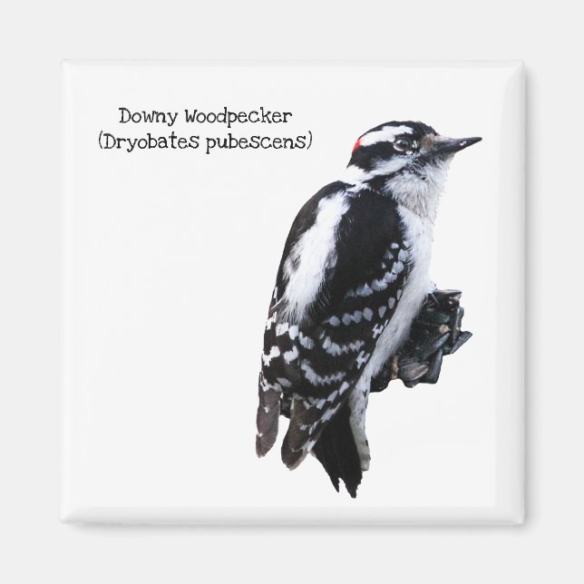 Downy Woodpecker Magnet (Vorne)