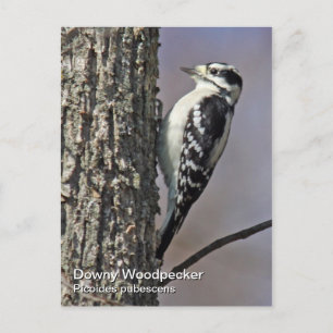 Downy Woodpecker Postcard Postkarte