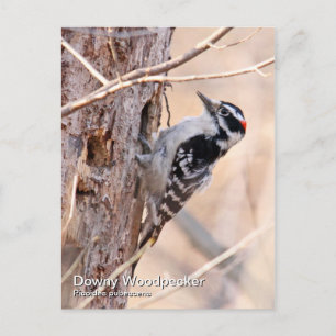 Downy Woodpecker Postcard Postkarte