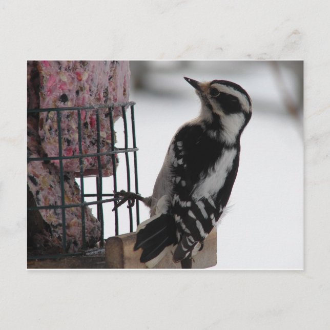Downy Woodpecker Postkarte (Vorderseite)