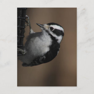 Downy Woodpecker Postkarte
