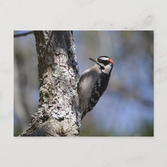 Downy Woodpecker Postkarte (Vorderseite)
