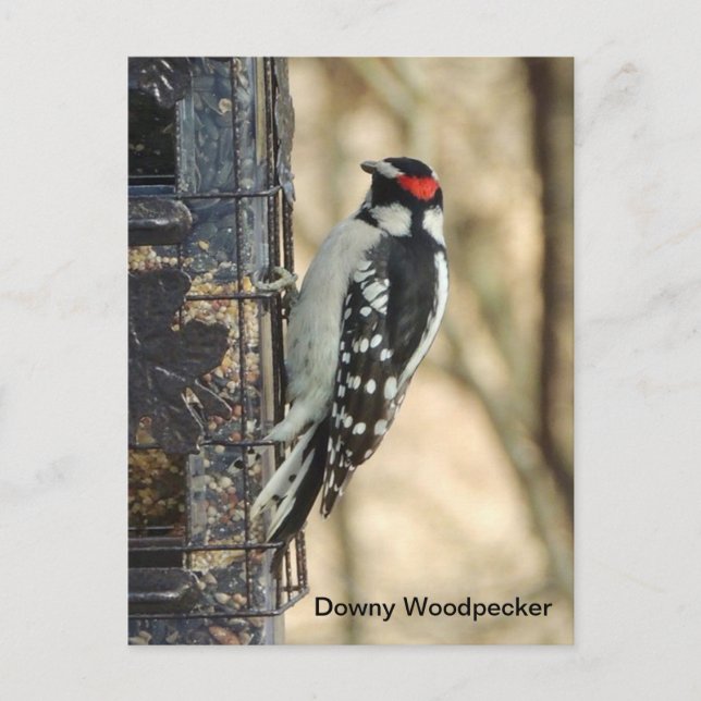 Downy Woodpecker Postkarte (Vorderseite)