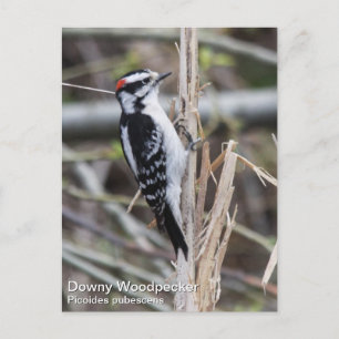 Downy Woodpecker Postkarte