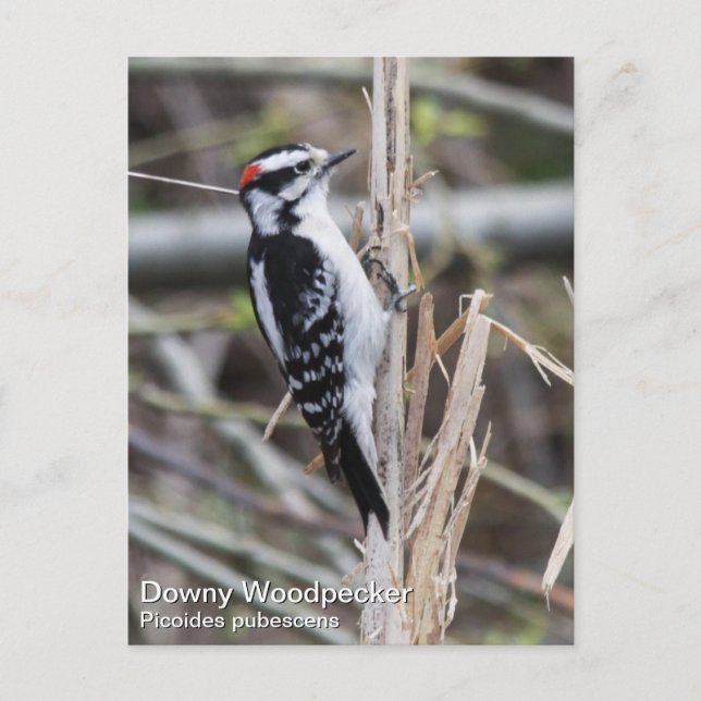 Downy Woodpecker Postkarte (Vorderseite)