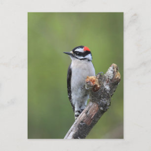Downy Woodpecker Postkarte