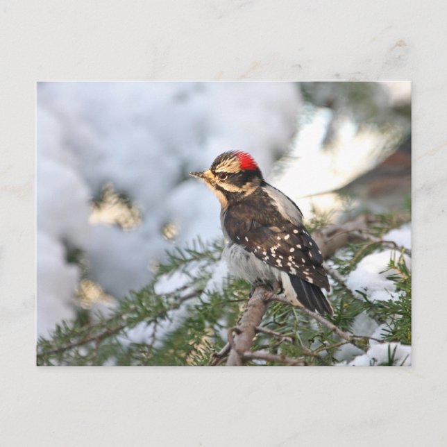 Downy Woodpecker Postkarte (Vorderseite)