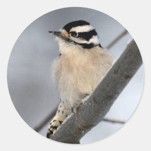 Downy Woodpecker Stickers