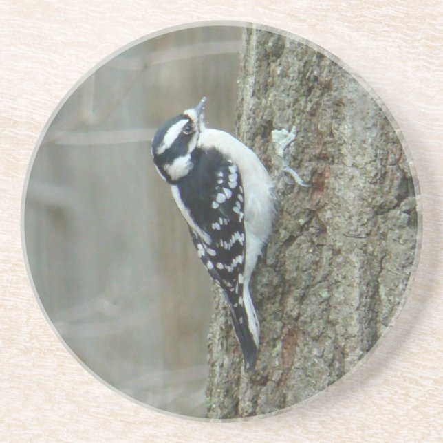 Downy Woodpecker Untersetzer (Vorne)