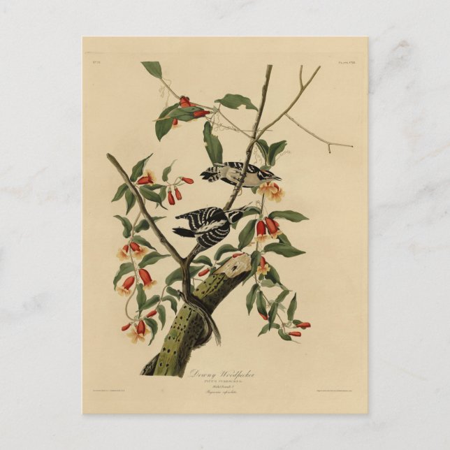 Downy Woodpecker - von Audubons Vögeln Amerikas Postkarte (Vorderseite)