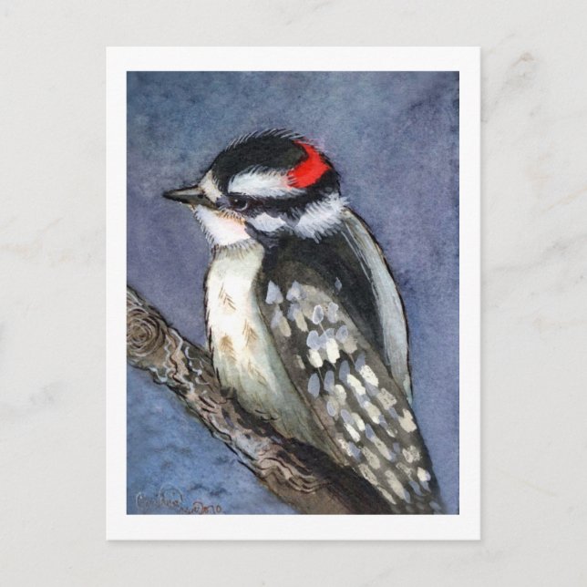Downy Woodpecker Watercolor Postkarte (Vorderseite)