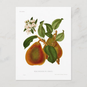 Doyenne du Comice Birne Postkarte