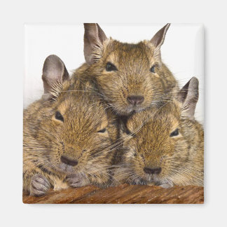 Dozing Degu Trio Animal Magnet
