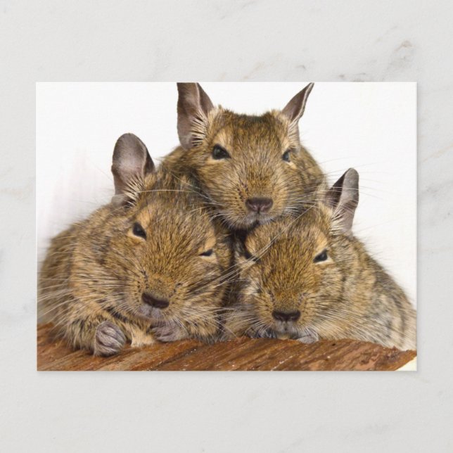 Dozing Degu Trio Postkarten (Vorderseite)