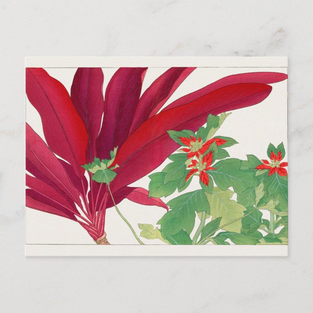 Dracaena, Poinsettia von Tanigami Konan Postkarte (Vorderseite)