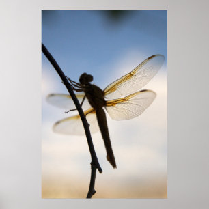 Drache auf Erholung Poster