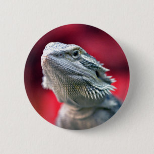Drache-Hauptknopf Button