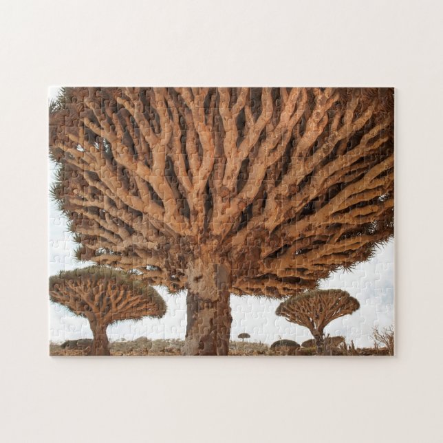 Drachenblut-Baum, Socotra-Insel, der Jemen (Horizontal)
