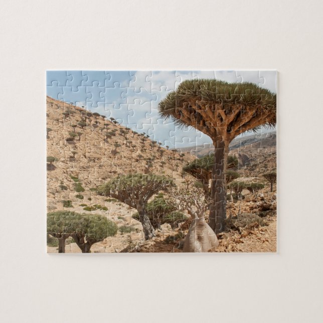 Drachenblut-Baumwald, Socotra-Insel, der Jemen (Horizontal)