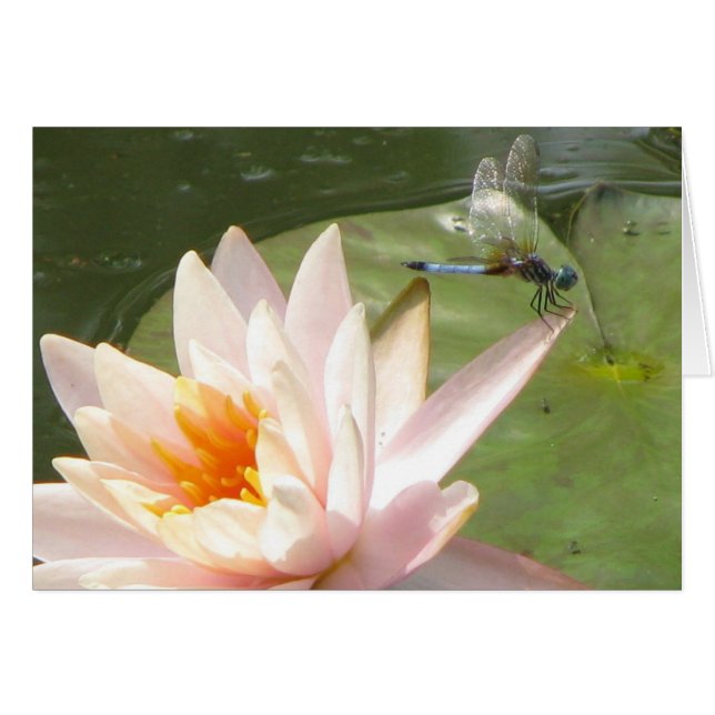 Drachenfliege (Vorderseite (Horizontal))