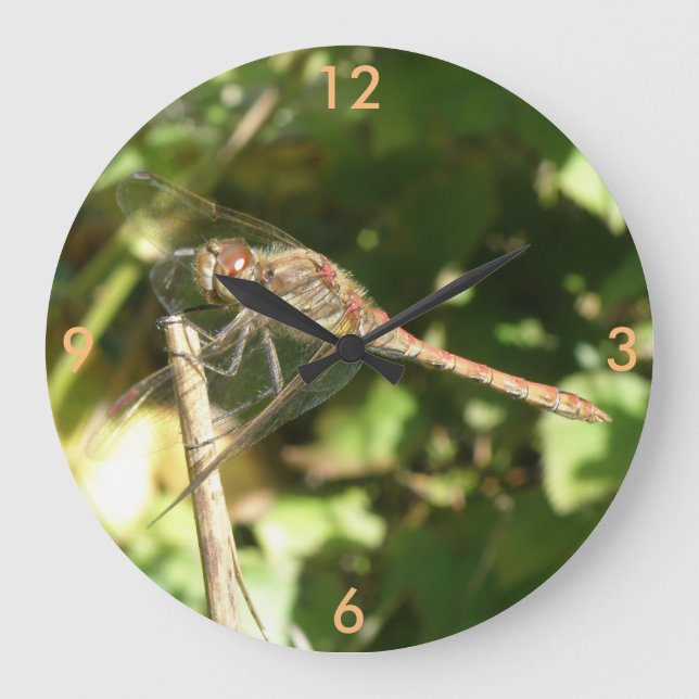Drachenfliege auf der Uhr der Perücke (Vorderseite)