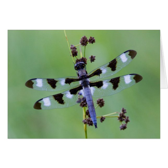 Drachenfliege auf Gras, Kanada (Vorderseite (Horizontal))