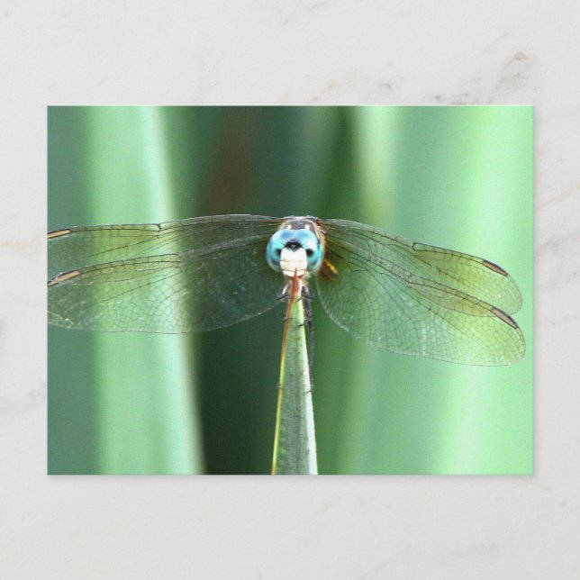 Drachenfliege nach oben postkarte (Vorderseite)