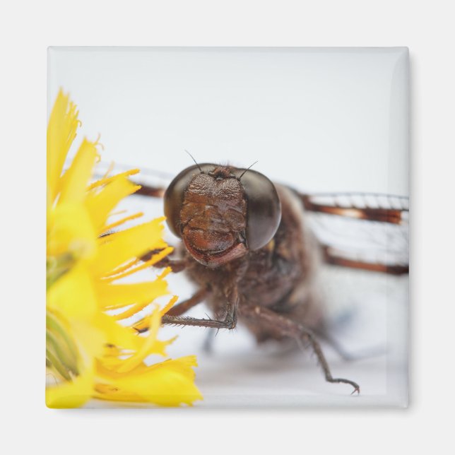 Drachenfliegengesicht und Blume aus gelbem Löwenza Magnet (Vorne)