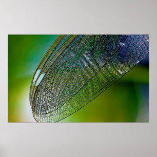 Drachenflügel nahes Insekt Poster