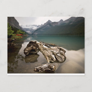 Drachenknochen Postkarte