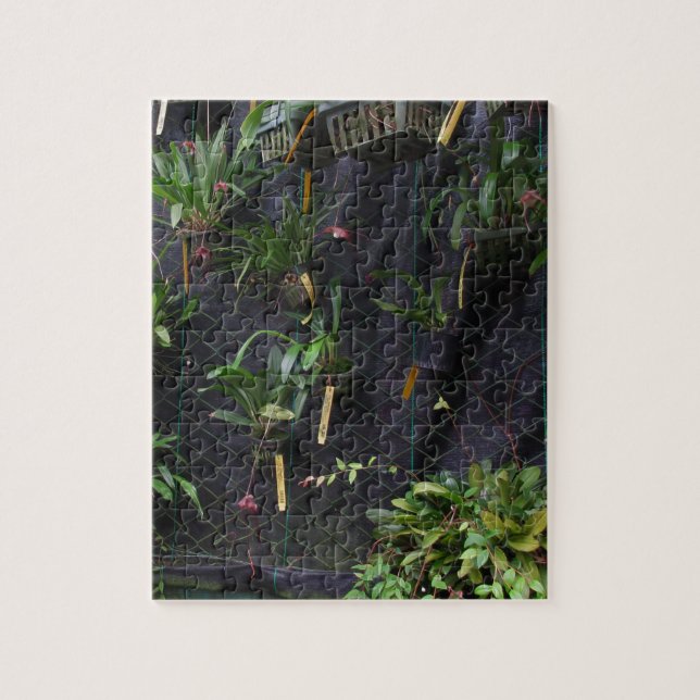 Dracula Orchid (Vertikal)