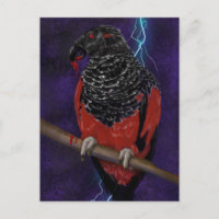 Dracula Parrot